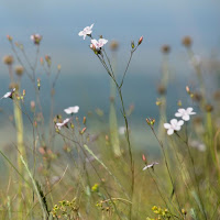 árlevelű len (Linum tenuifolium)