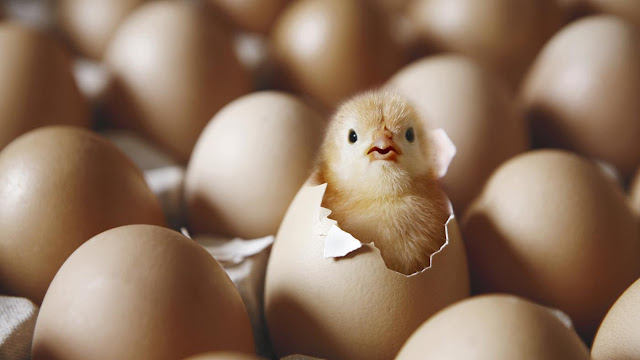 Membingungkan! Mana yang Lebih Dulu, Ayam Atau Telur? Ini Jawabannya!! Mengejutkan