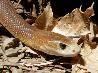 Taipan Snake