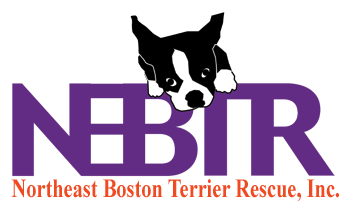 Northeast Boston Terrier Rescue