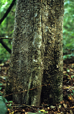 Phyllostylon rhamnoides tronco