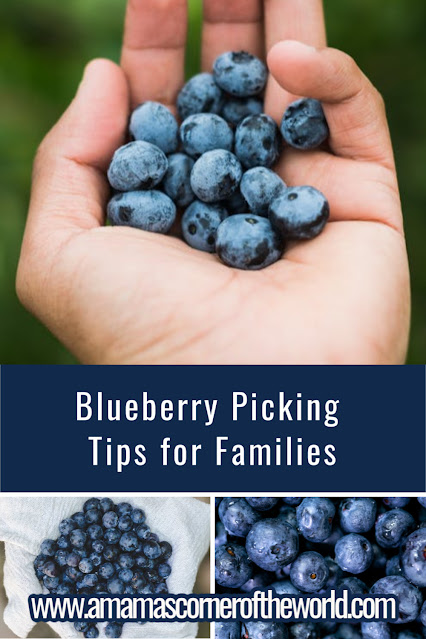 Pinnable image for a post about Blueberry Picking Tips for Families
