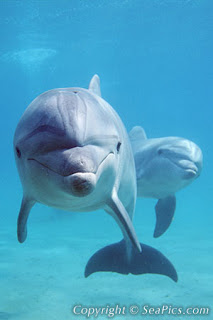 Bottlenose Dolphin (Tursiops truncatus)