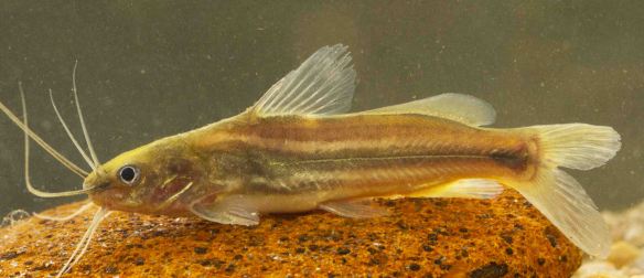 Clarias brachysona