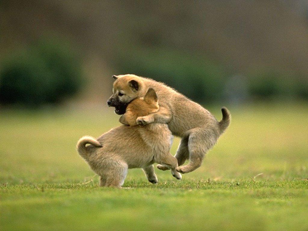 Cute Animal Friendship Wallpapers With Quotes. QuotesGram