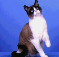 snowshoe cat