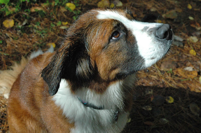 Keira's Provincial Park dog tours: High Falls, Algonquin Park, Ontario Canada