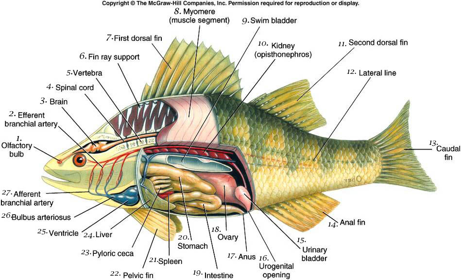 Gambar Organ Dalam Ikan Nila