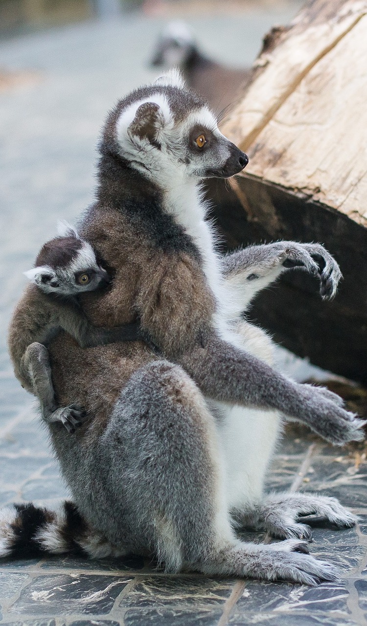 A lemur baby holding on to mother.