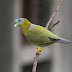 The Yellow-footed Green Pigeon..