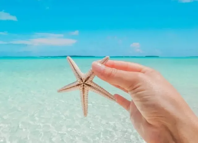 A star fish on a beach background