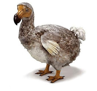 DUNIAKU: Fakta Tentang Burung Dodo