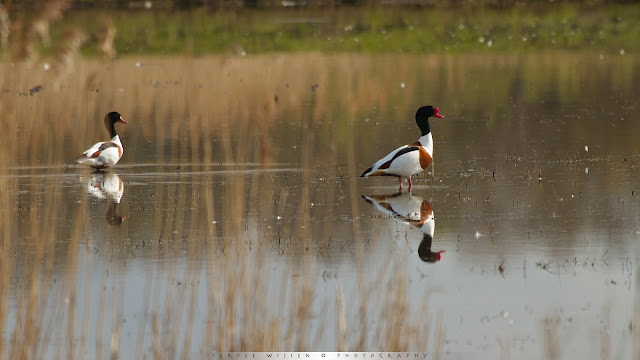 Bergeend - Shelduck - tadorna tadorna