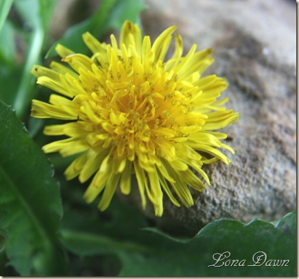 Dandelion