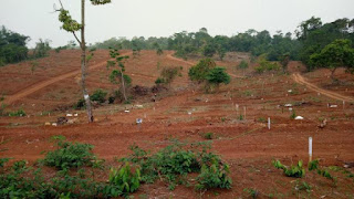 Jual Tanah Kavling di Bogor Kebun Durian Lantaburro