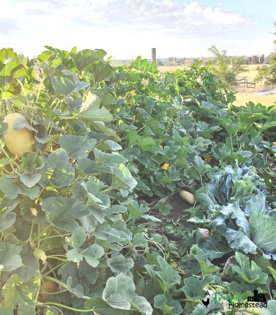 growing spaghetti squash