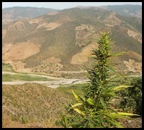 Kif_Over_Cannabis_Valley400