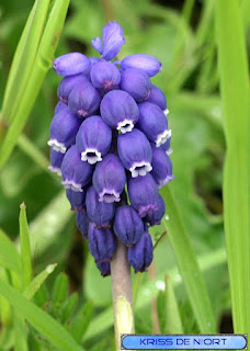 Muscaris non identifiés - Muscari sp.