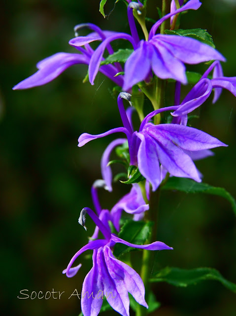 Lobelia sessilifolia