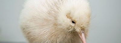 white rare kiwi chick