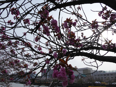 桜之宮公園の桜並木