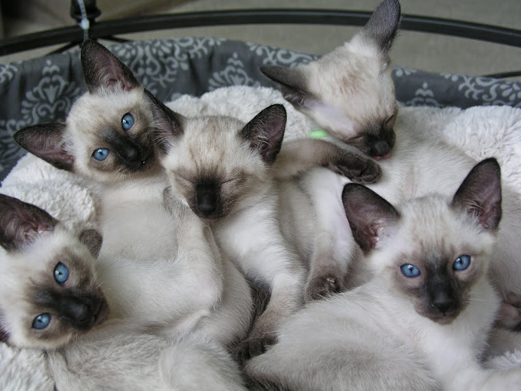 Carolina Blues Cattery Siamese Kittens for Sale: Siamese ...