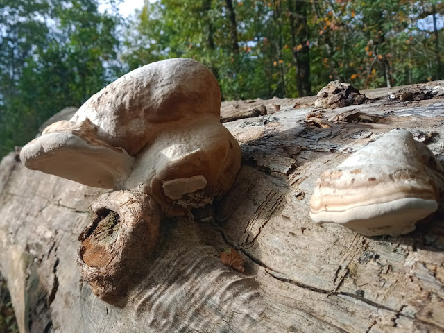 Tinder Fungus Fomes fomentarius, Indre et Loire, France. Photo by Loire Valley Time Travel.