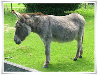 Donkey Animal Pictures