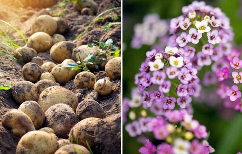 26 Plants You Should Always Grow Side-By-Side