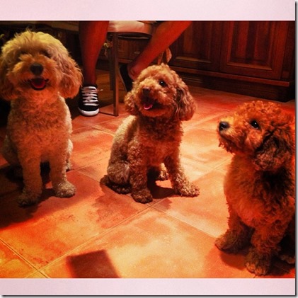 familia perruna