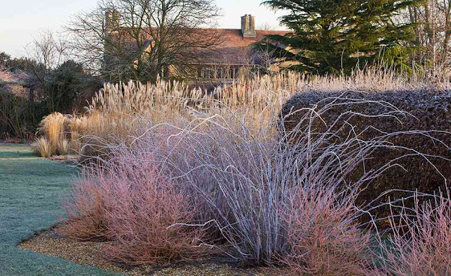 gradina iarna, rubus, zmeur, chiciura, decor iarna, amenjare spatii verzi birouri, arhitect spatii verzi