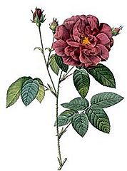 redoute_rosa_gallica_officinalis