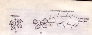 pemangkasan tanaman melon tanpa turus