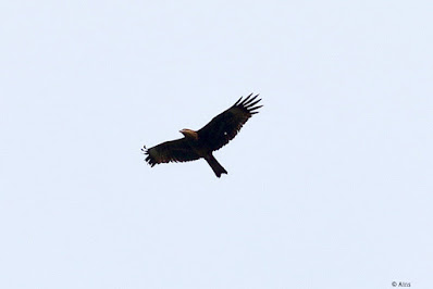 Black Kite - Milvus migrans