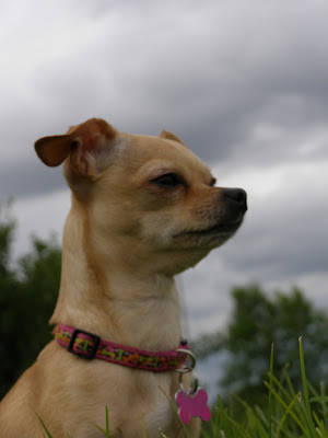 chihuahua-dog-collars