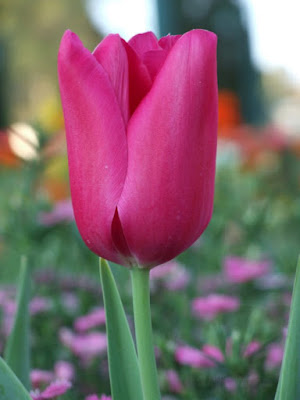 Tulipa Purple Prince - Pink Tulip Blossom Flower Bud - Purple Sunday