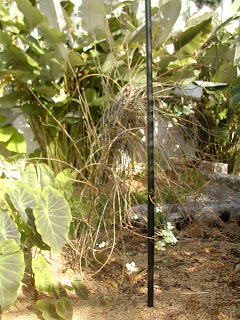 Clerodendrum thomsonae attacked by leaf cutter ants