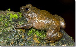 MEOWING NIGHT FROG- Nyctibatrachus poocha