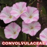 Convolvulaceae