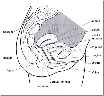 Pelvic Organ