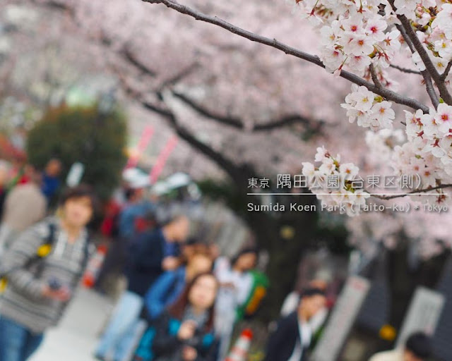 隅田川（台東区側）の桜