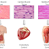 Muscle tissues