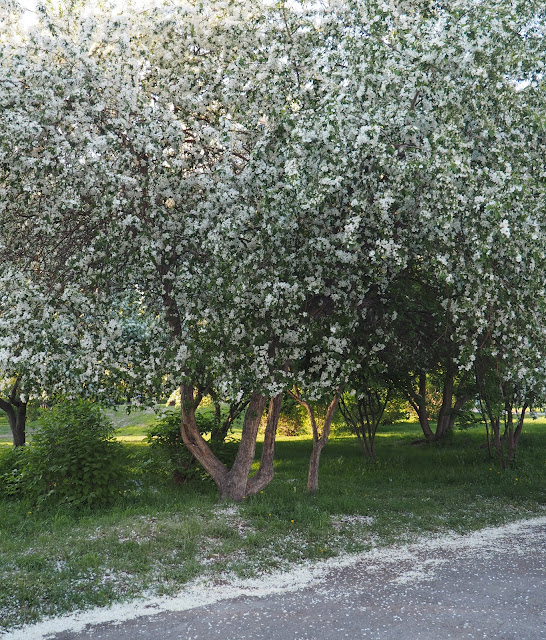 Новосибирск, Нарымский сквер – цветение яблонь