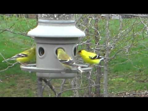 goldfinch,animalia,chordata,aves,passeriformes,bird,