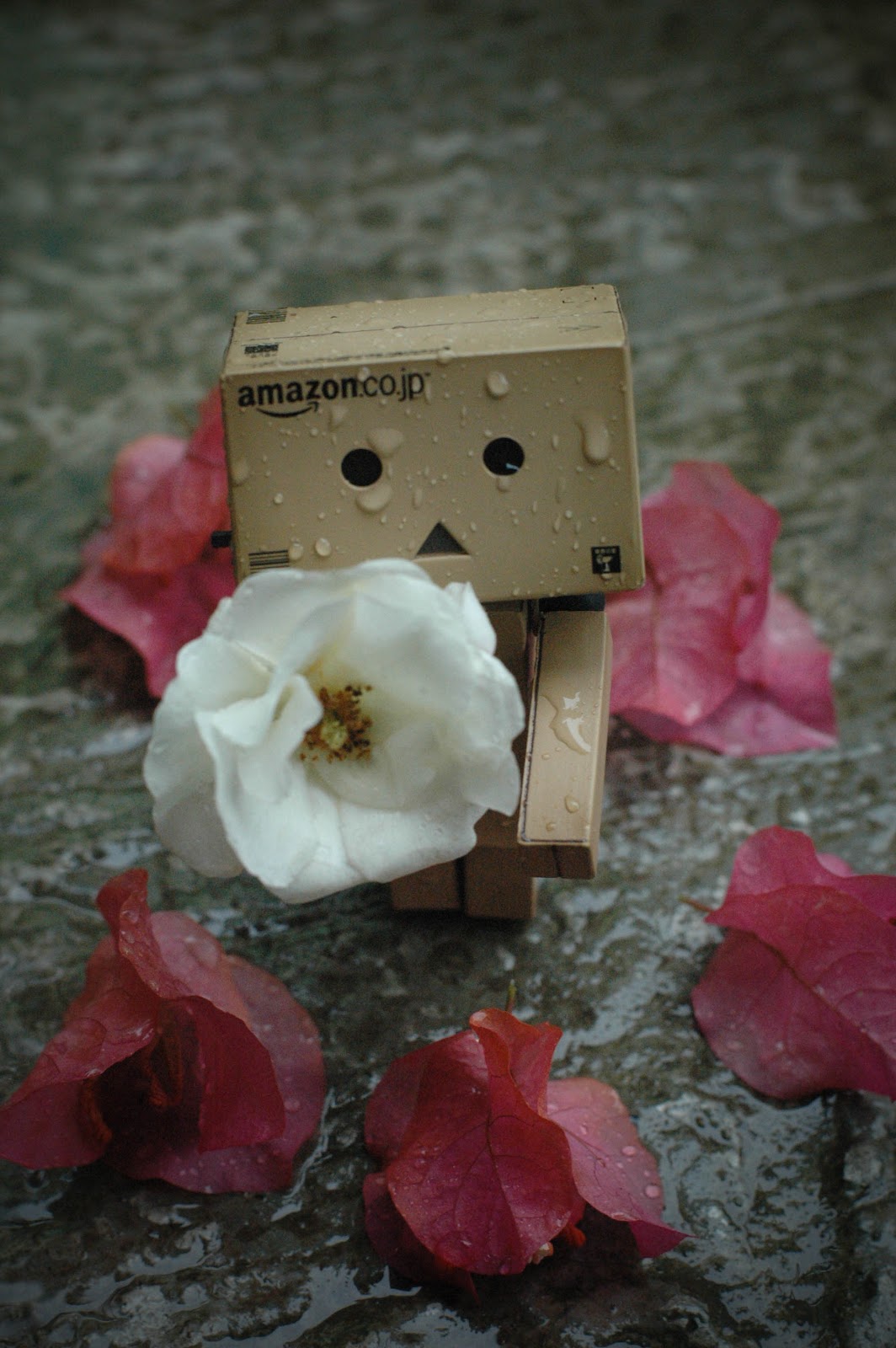 MY SMALL CAMERA DANBO Si Boneka Kardus