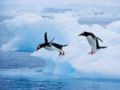 ”Gentoo