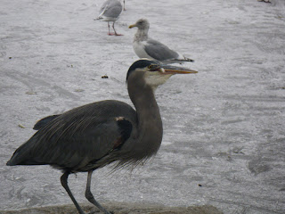 The Great Blue Heron catching lunch in Stanley Park