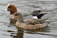 Eurasian wigeon, Osaka, Japan - June 2010, photo by Kuribo