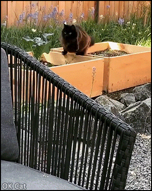 Funny Cat GIF • Black cat tries to catch that damn white butterfly. Epic FAIL! [ok-cats.com]