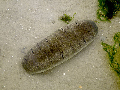 Holothuroidea Tripang timun laut  BLOG PEMBELAJARAN BIOLOGI